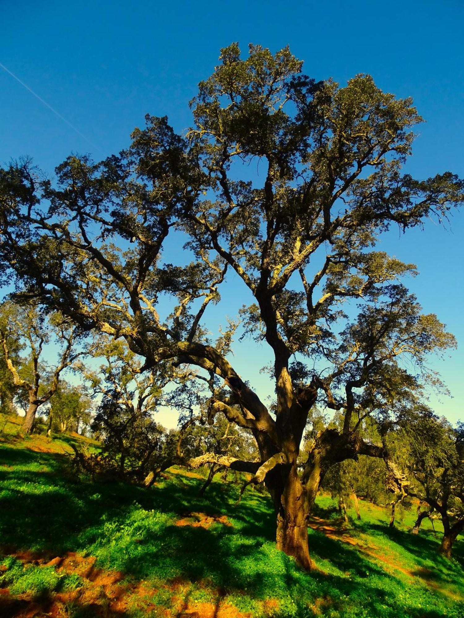 Herdade Vale De Gaios By Stay In Alentejo São Luís Exterior foto